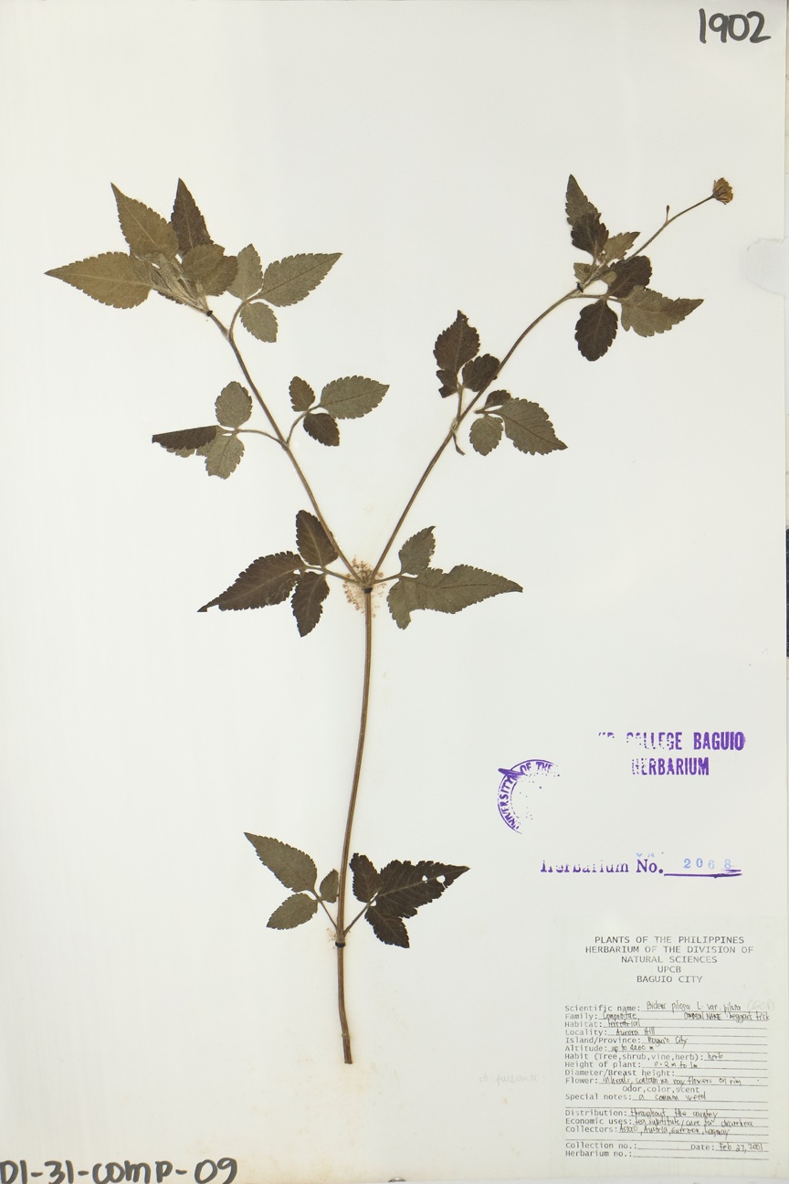 Image of Asteraceae Bidens pilosa