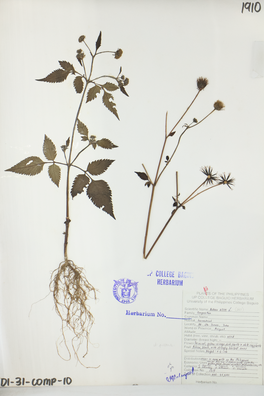 Image of Asteraceae Bidens pilosa