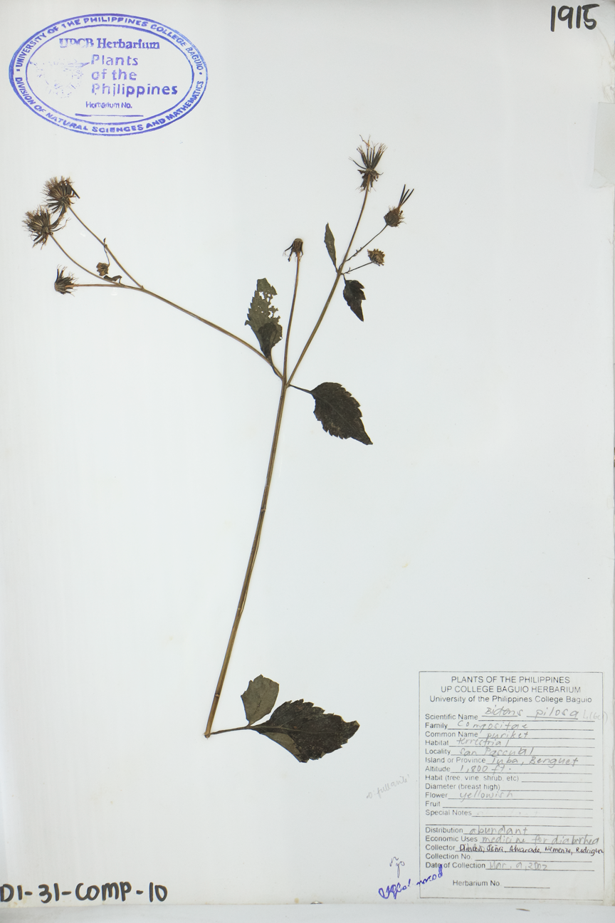 Image of Asteraceae Bidens pilosa