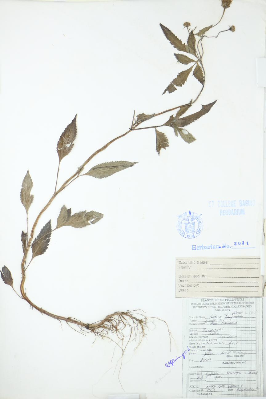 Image of Asteraceae Bidens pilosa