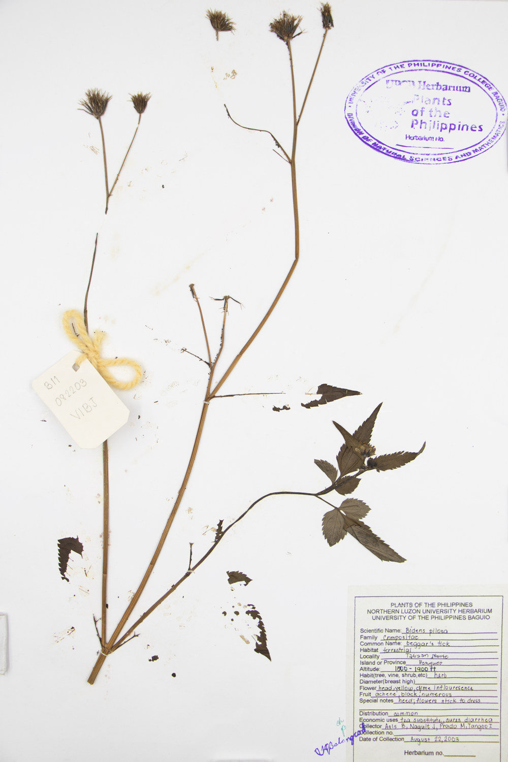 Image of Asteraceae Bidens pilosa