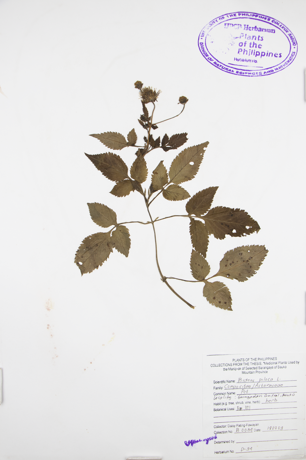 Image of Asteraceae Bidens pilosa