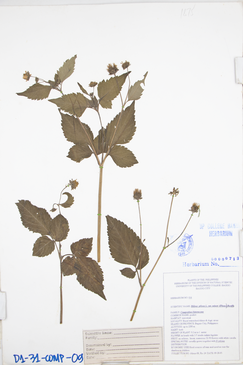 Image of Asteraceae Bidens pilosa