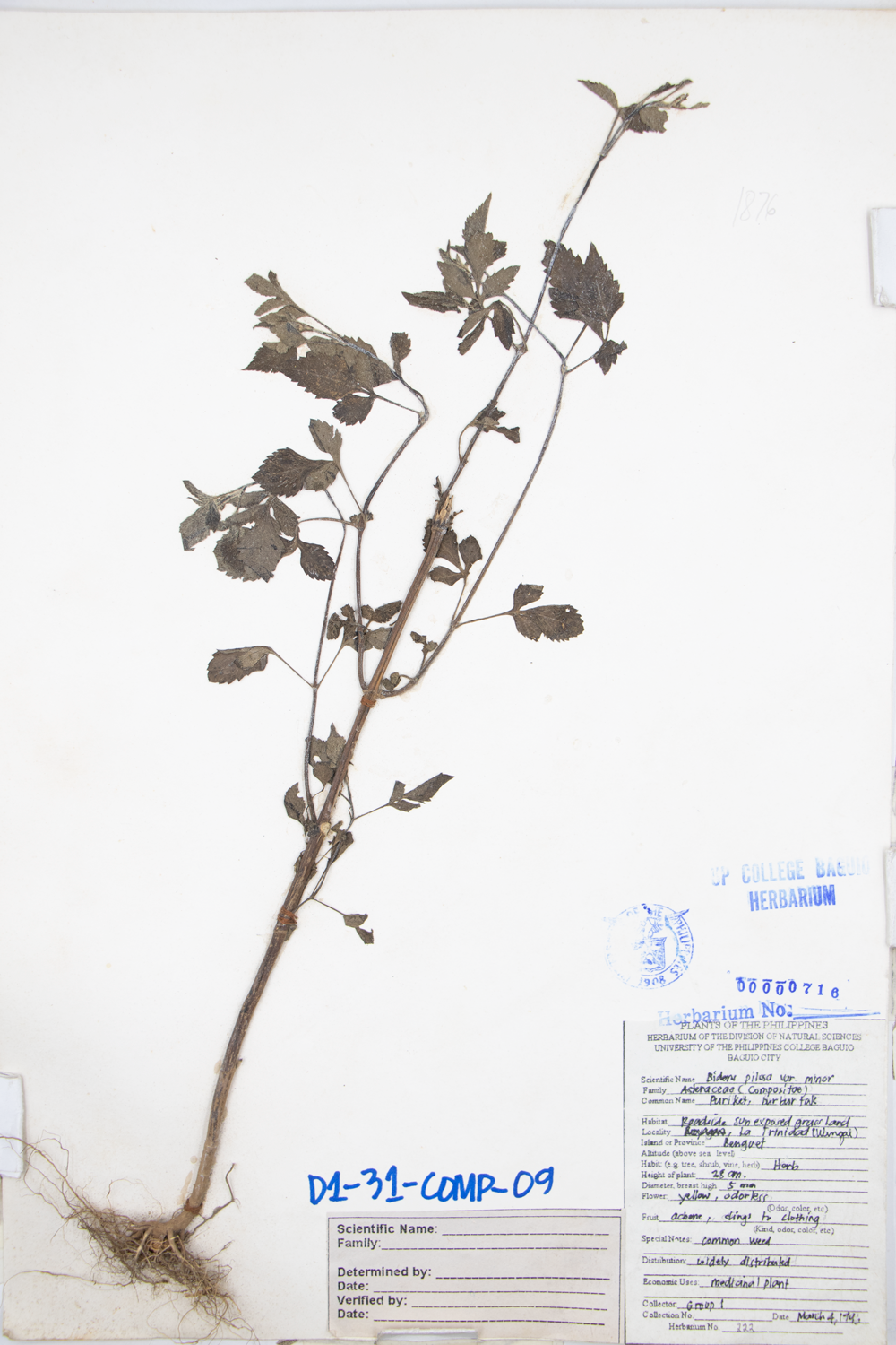 Image of Asteraceae Bidens pilosa