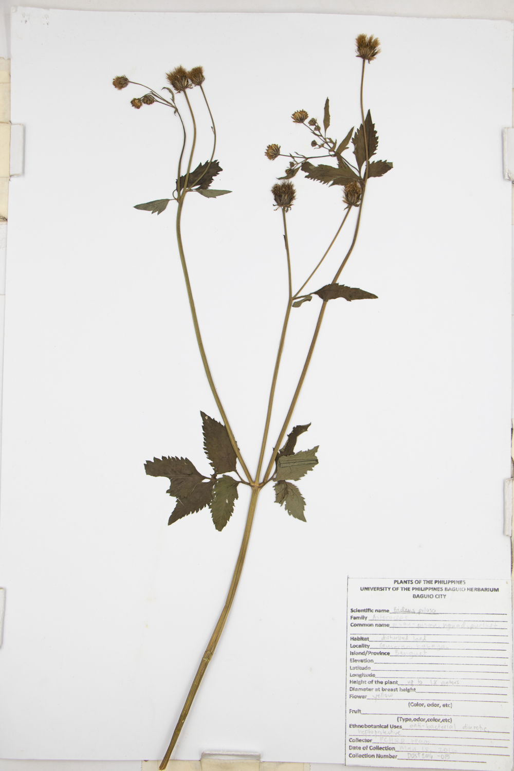 Image of Asteraceae Bidens pilosa