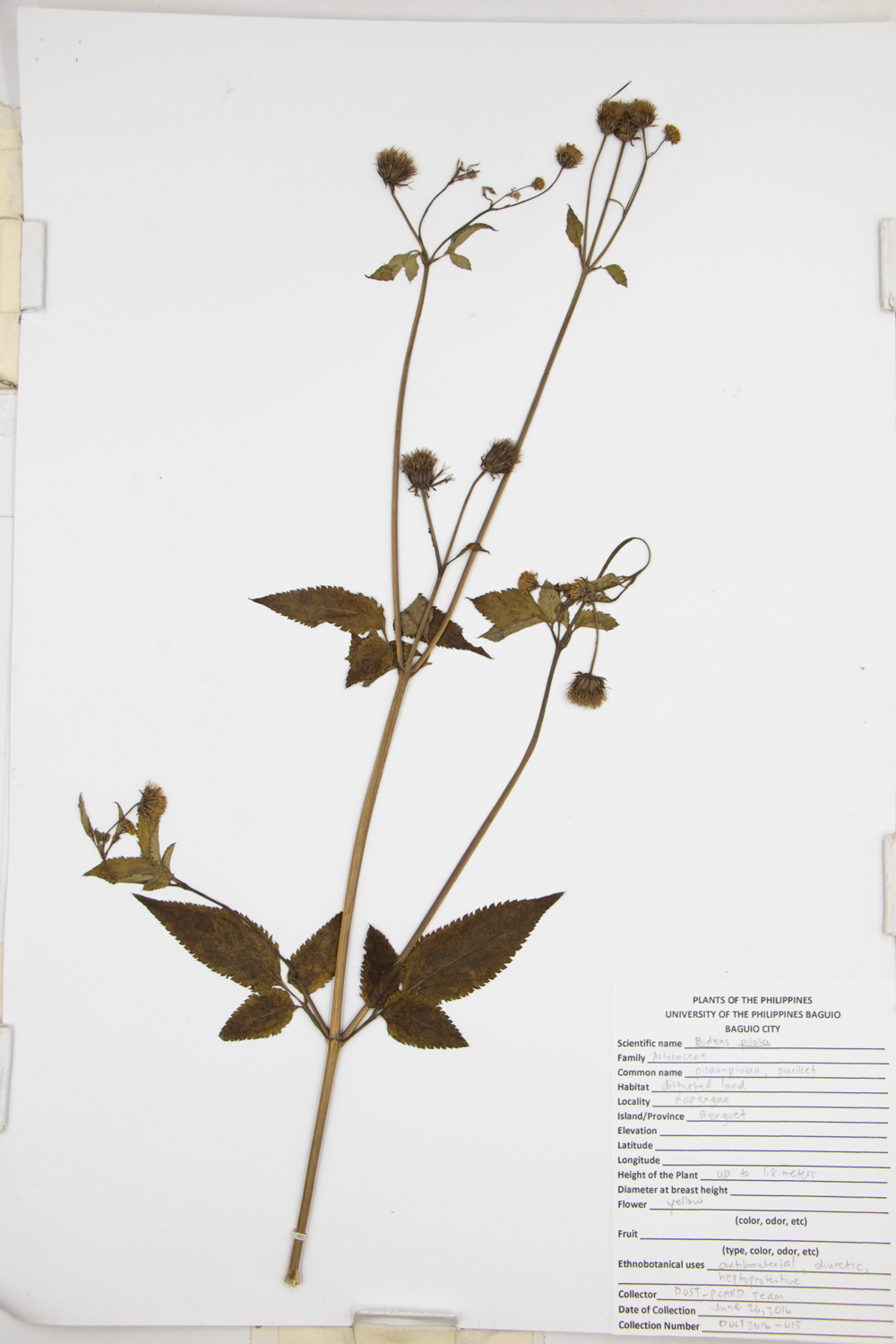 Image of Asteraceae Bidens pilosa