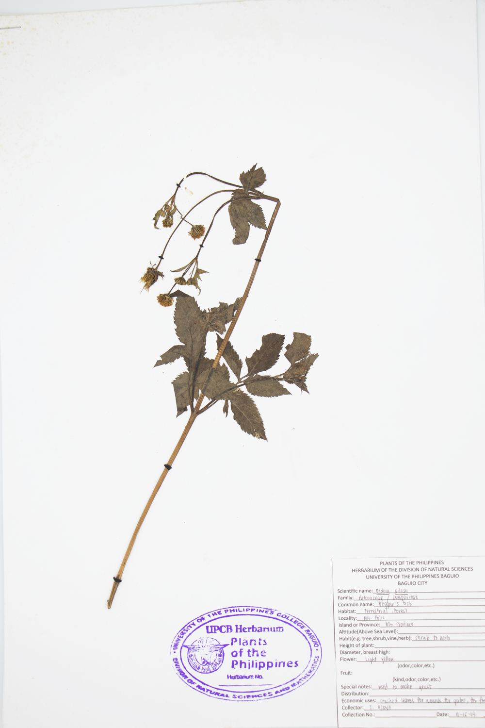 Image of Asteraceae Bidens pilosa