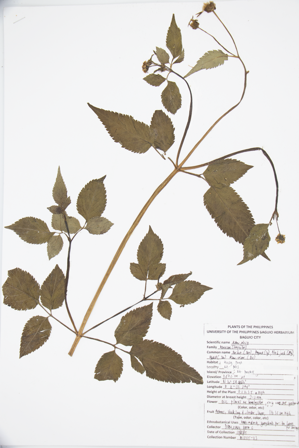 Image of Asteraceae Bidens pilosa