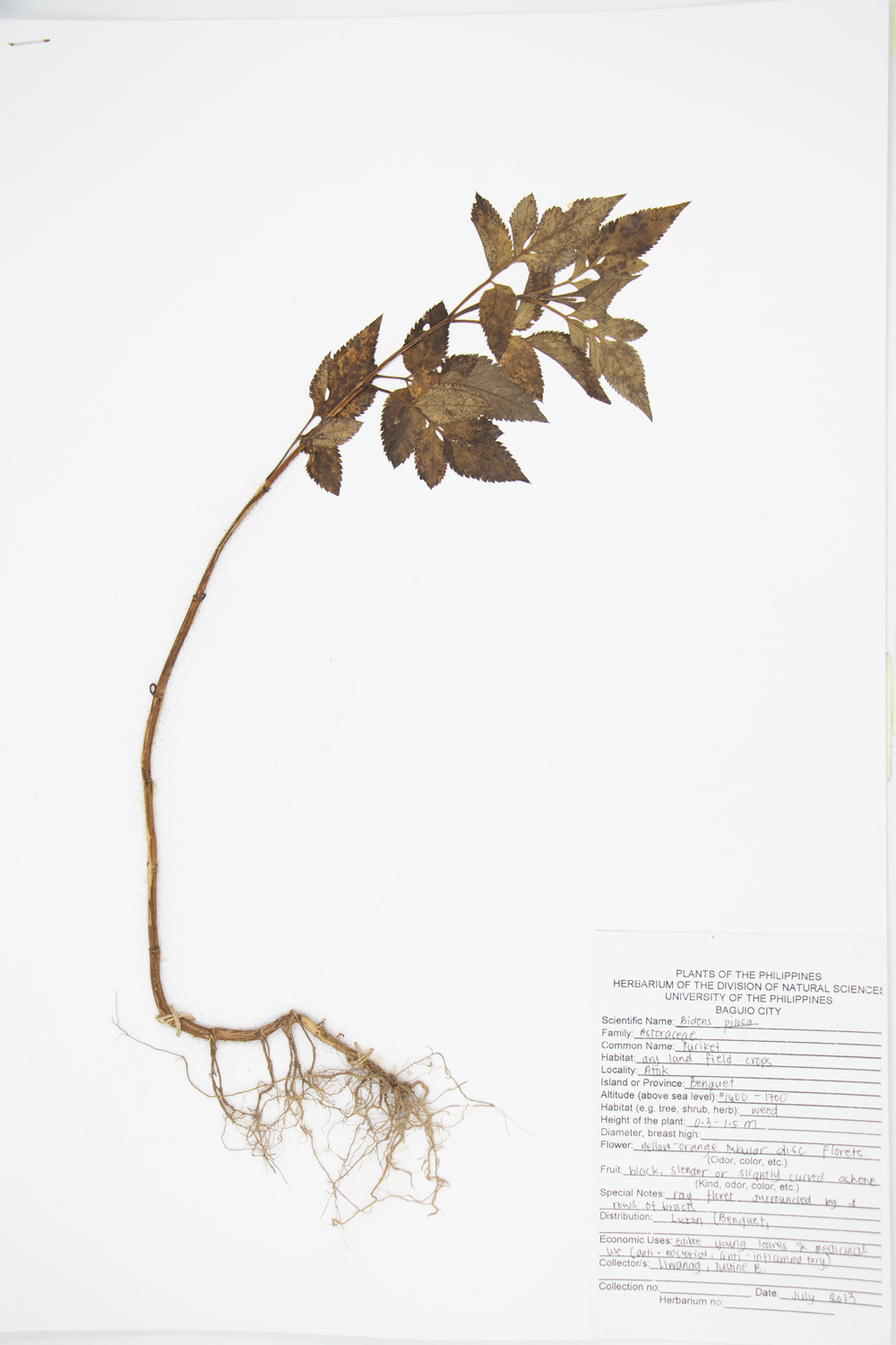 Image of Asteraceae Bidens pilosa