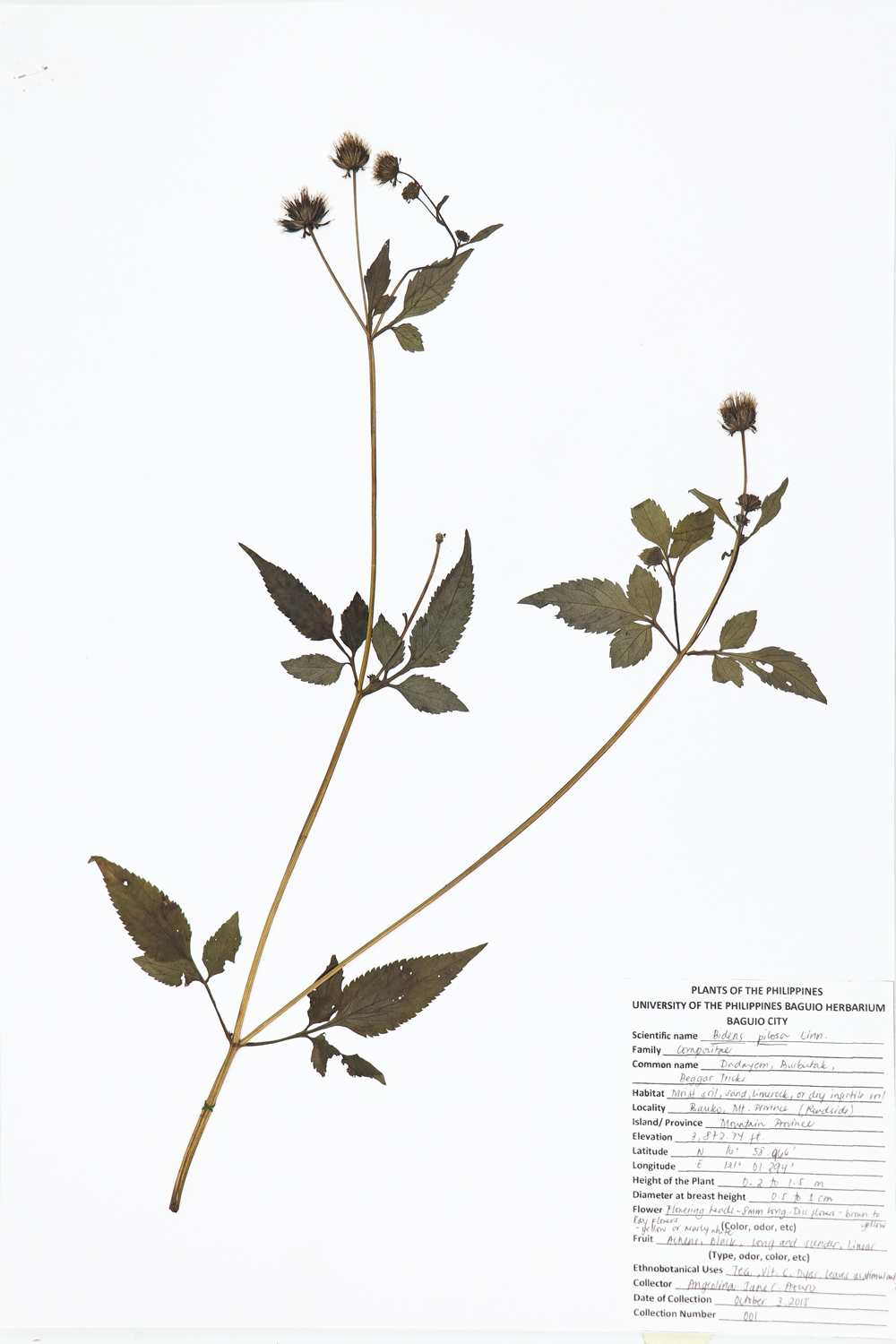 Image of Asteraceae Bidens pilosa