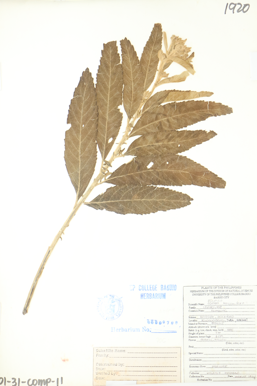 Image of Asteraceae Blumea balsamifera