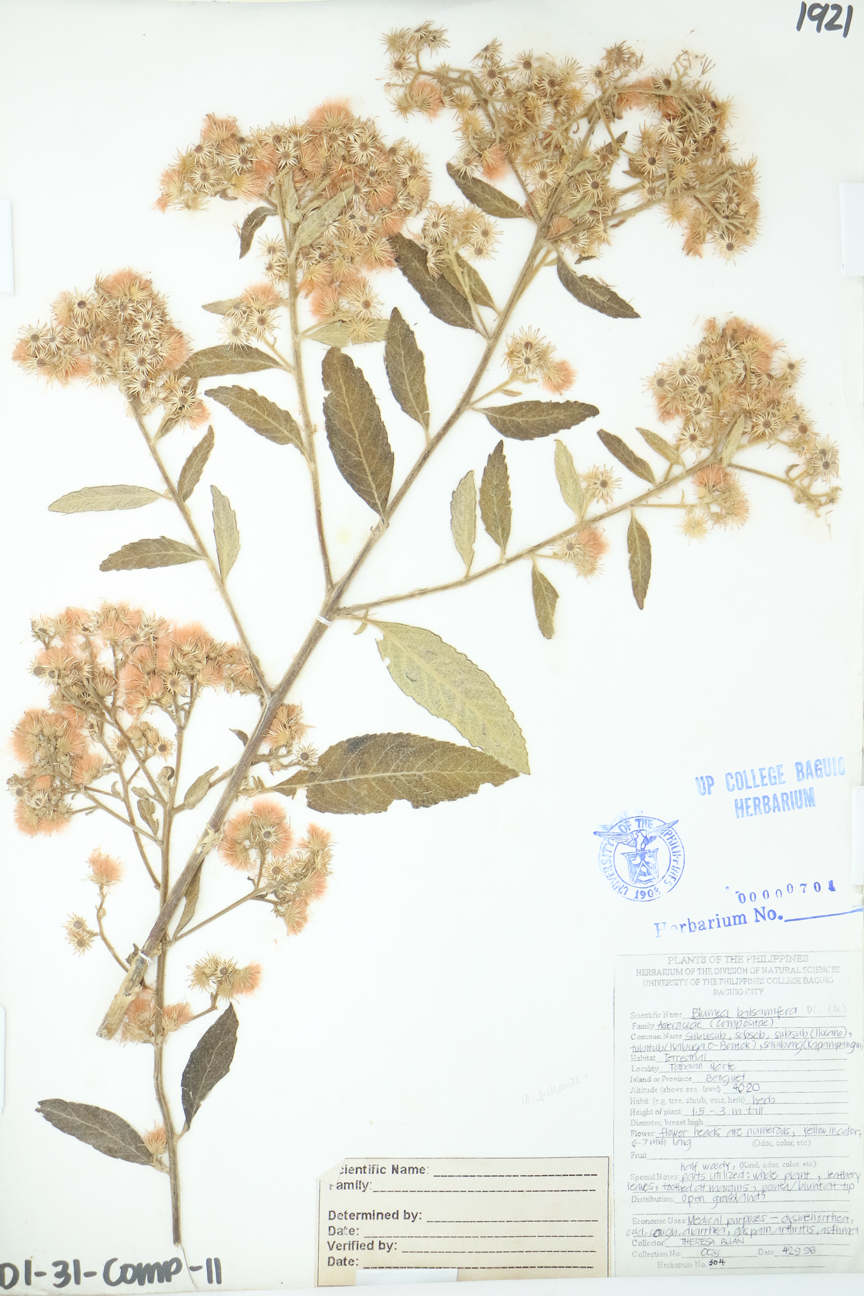 Image of Asteraceae Blumea balsamifera