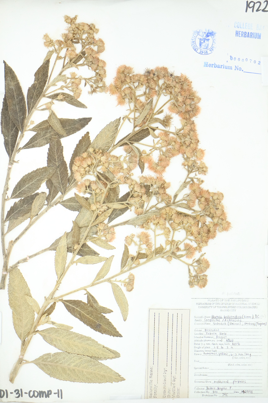 Image of Asteraceae Blumea balsamifera