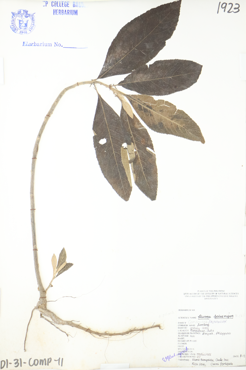 Image of Asteraceae Blumea balsamifera