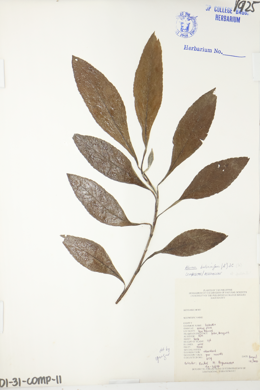 Image of Asteraceae Blumea balsamifera