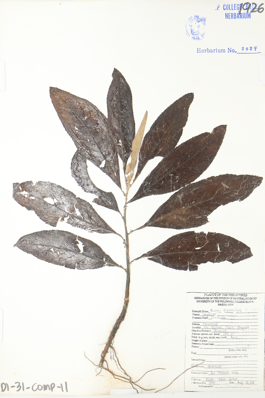 Image of Asteraceae Blumea balsamifera