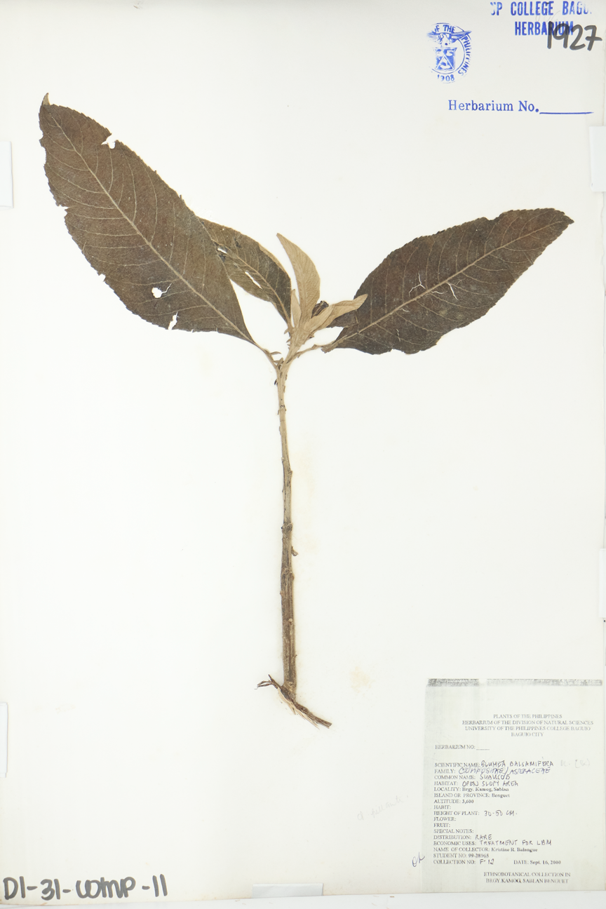 Image of Asteraceae Blumea balsamifera