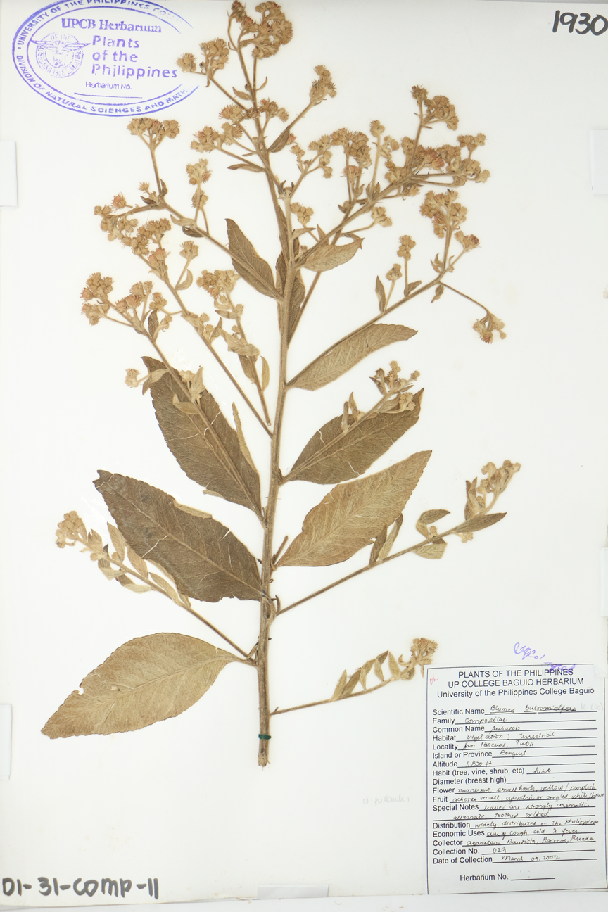 Image of Asteraceae Blumea balsamifera