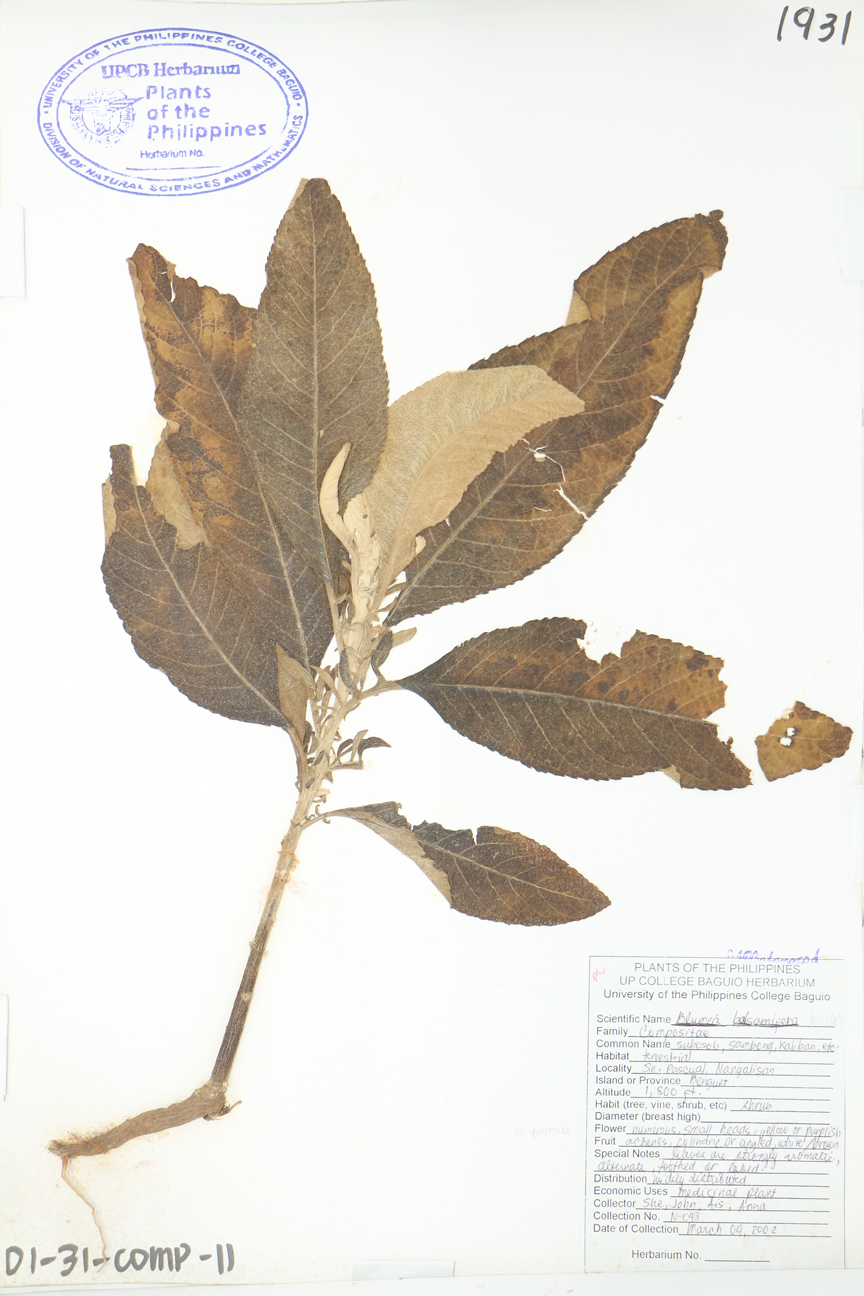 Image of Asteraceae Blumea balsamifera