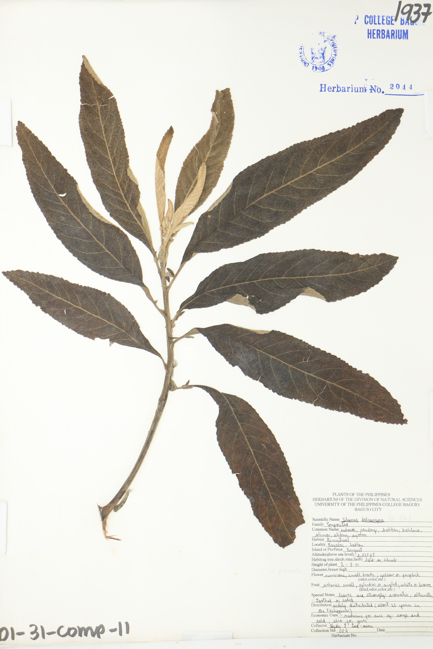 Image of Asteraceae Blumea balsamifera