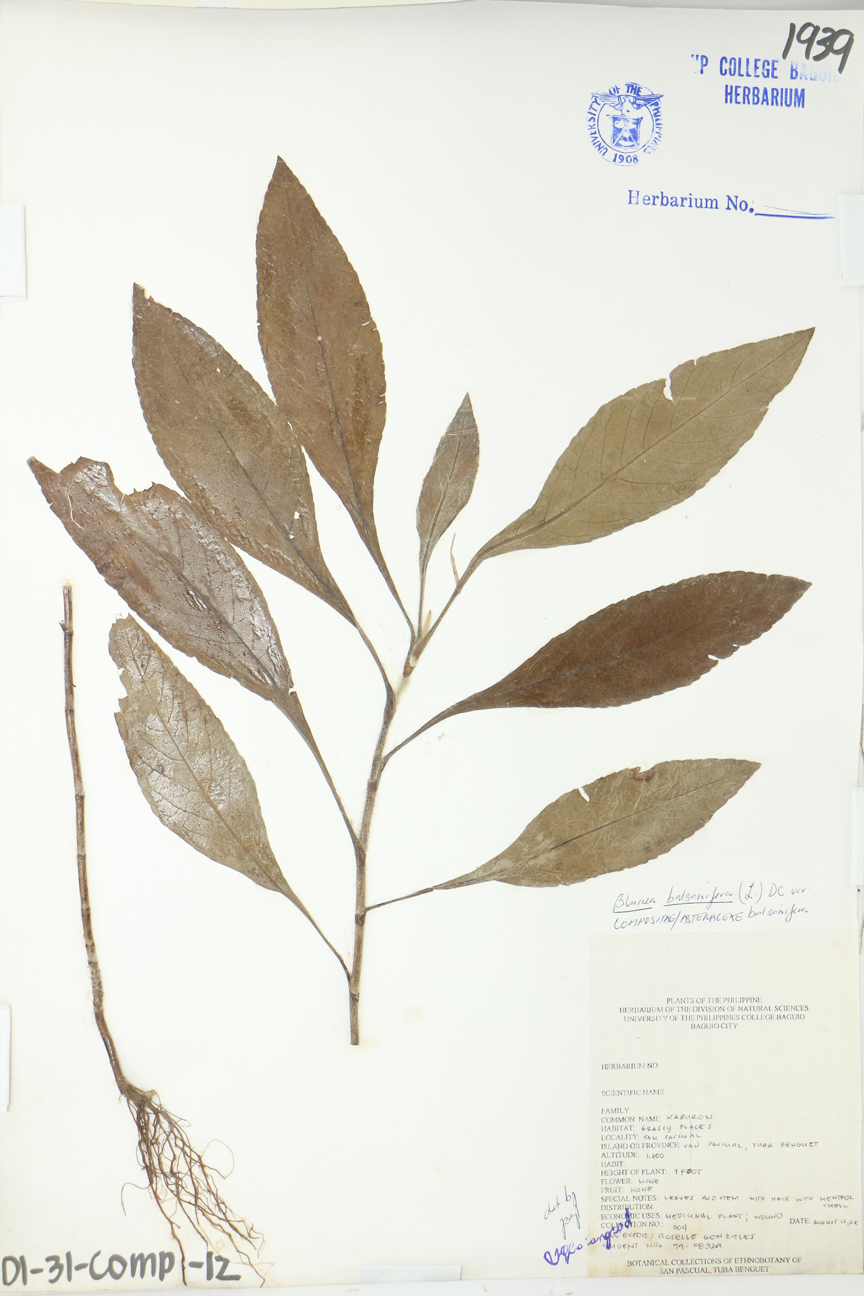 Image of Asteraceae Blumea balsamifera