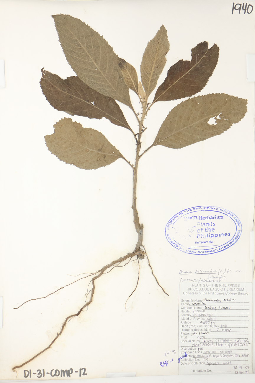 Image of Asteraceae Blumea balsamifera