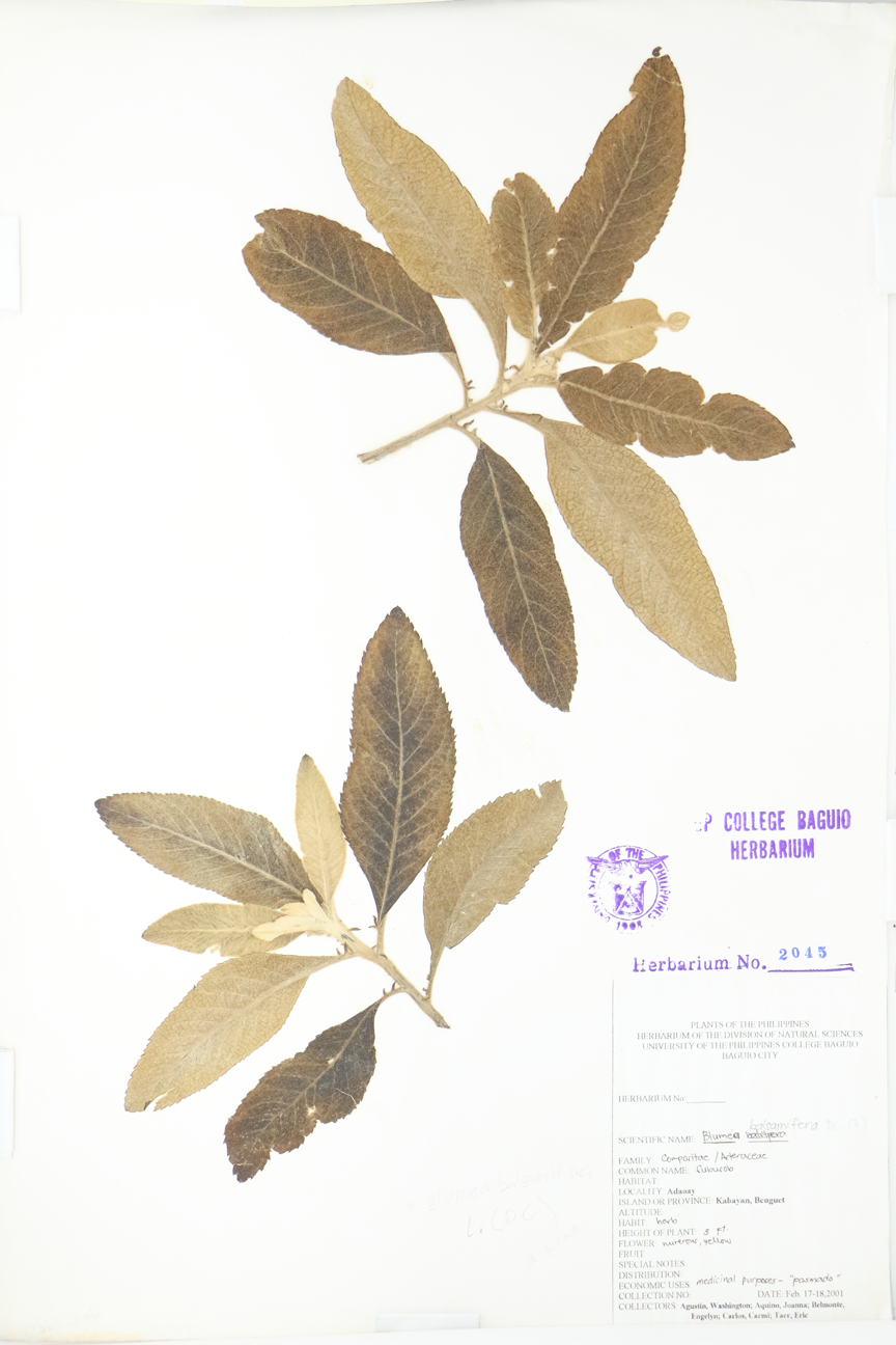 Image of Asteraceae Blumea balsamifera