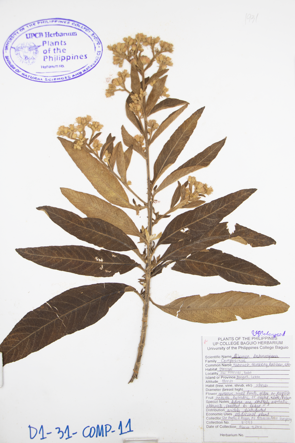 Image of Asteraceae Blumea balsamifera