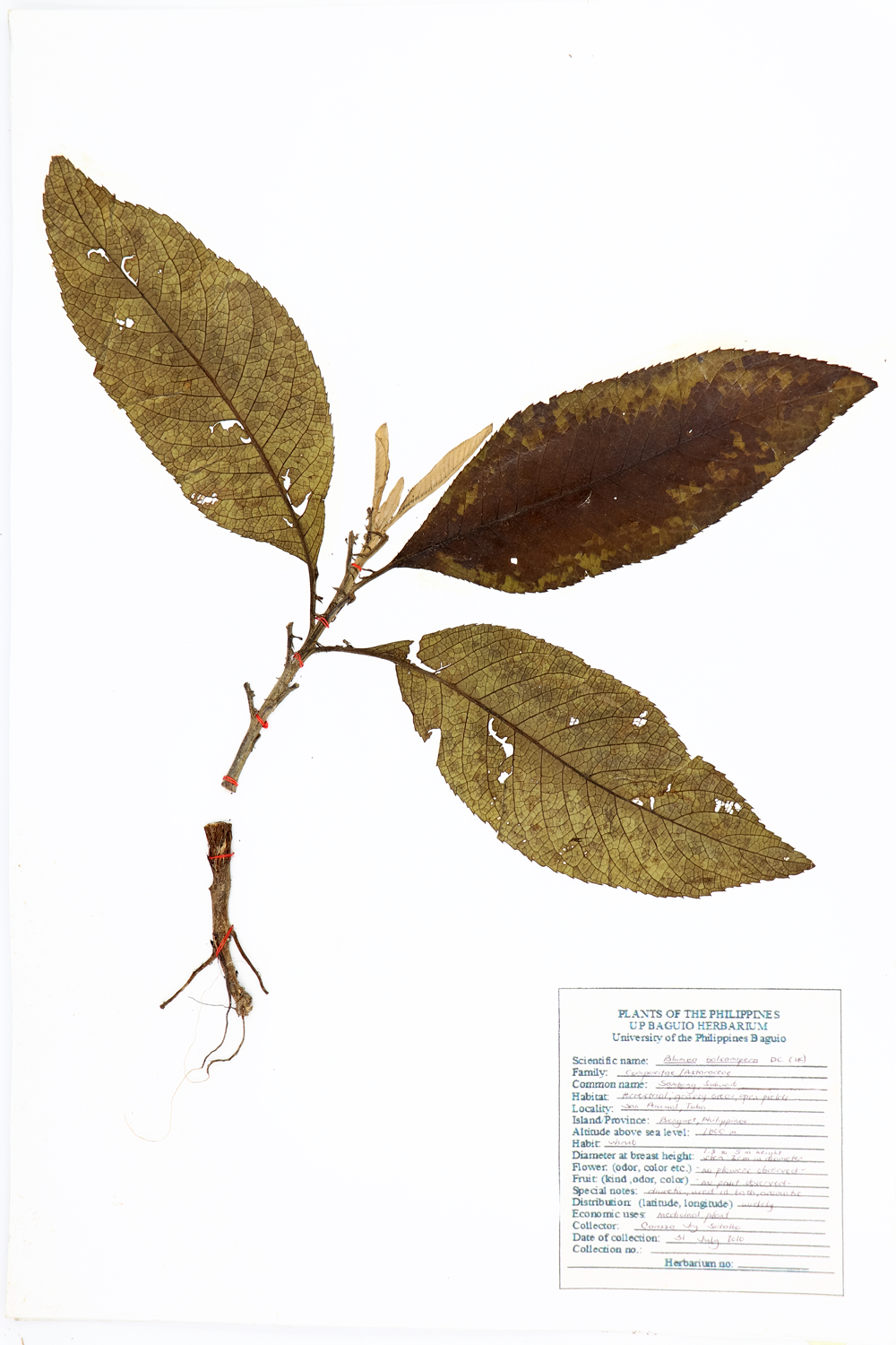 Image of Asteraceae Blumea balsamifera