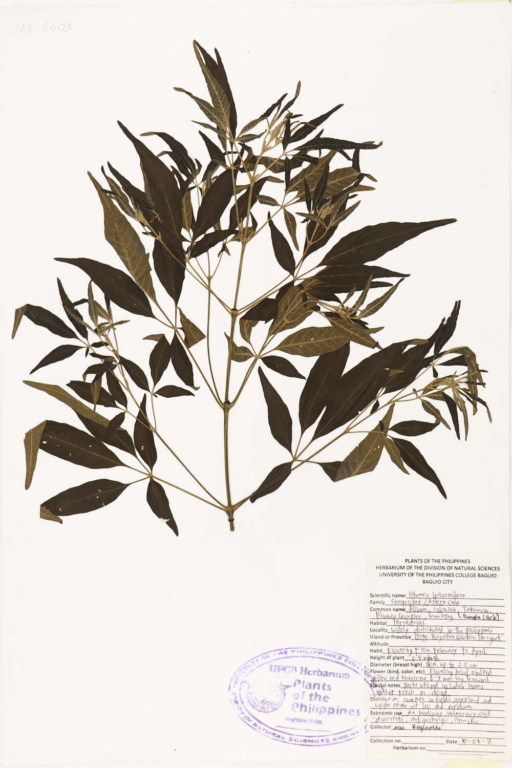 Image of Asteraceae Blumea balsamifera