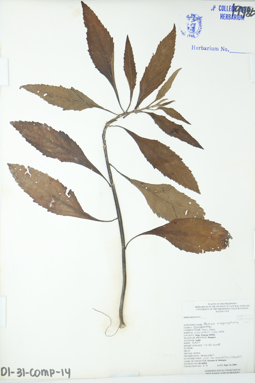 Image of Asteraceae Blumea megacephala