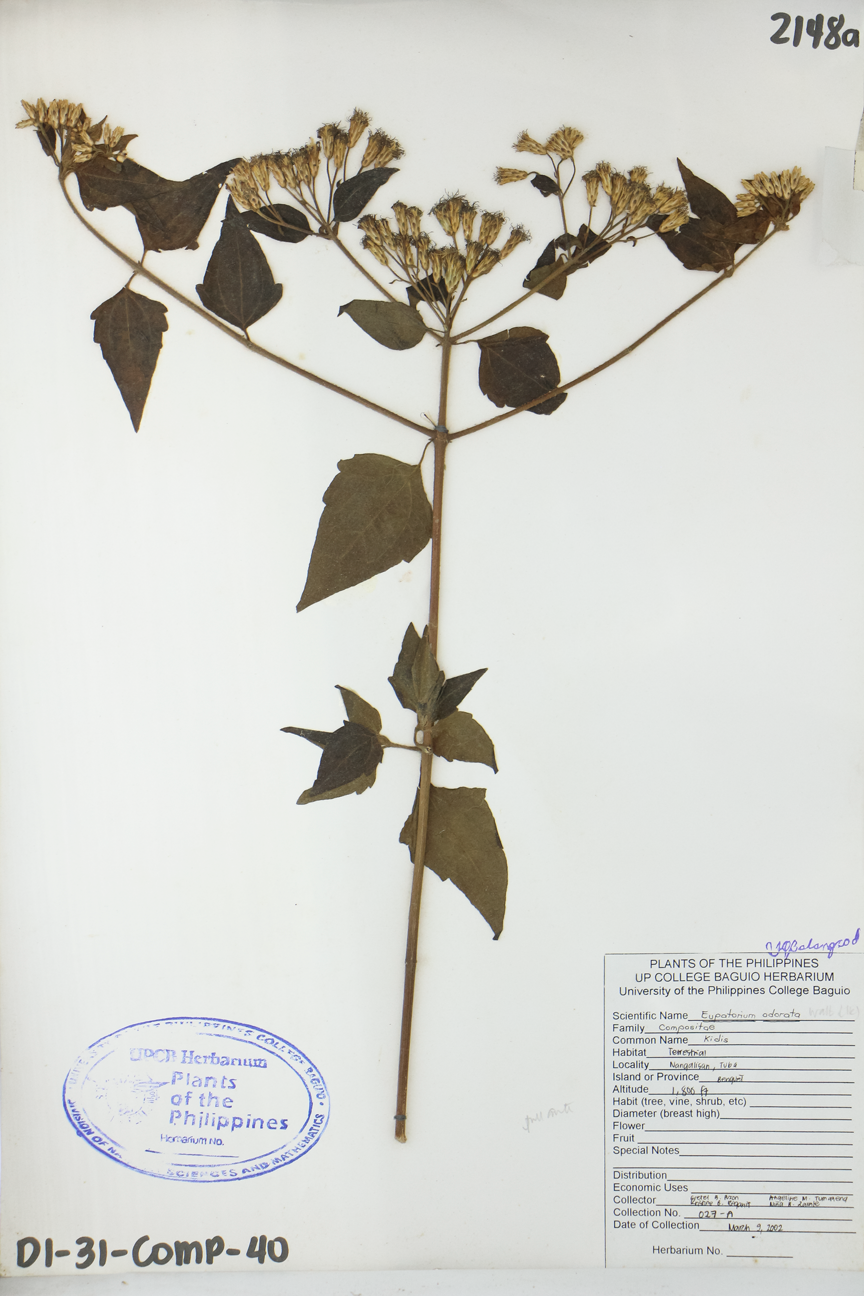 Image of Asteraceae Chromolaena odorata