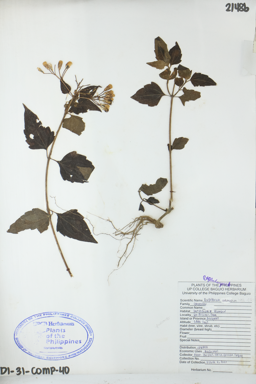 Image of Asteraceae Chromolaena odorata