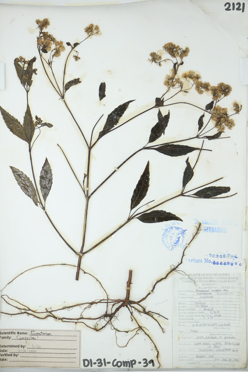 Image of Asteraceae Chromolaena odorata