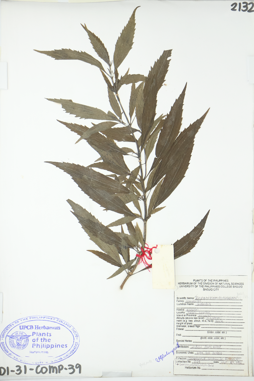 Image of Asteraceae Chromolaena odorata