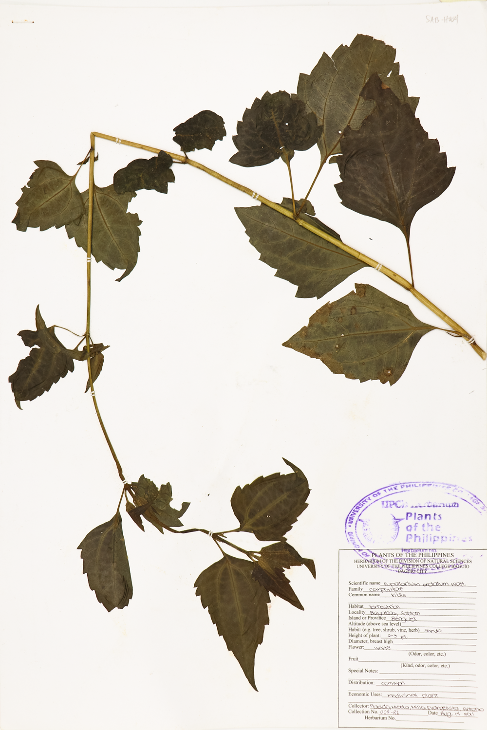 Image of Asteraceae Chromolaena odorata