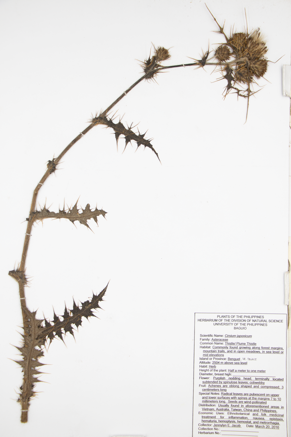 Image of Asteraceae Cirsium japonicum