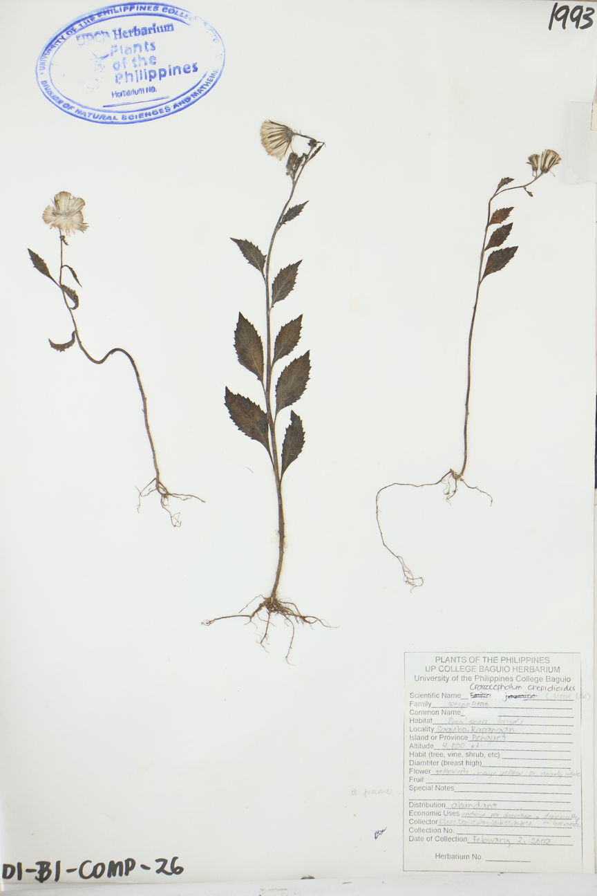 Image of Asteraceae Crassocephalum crepidioides