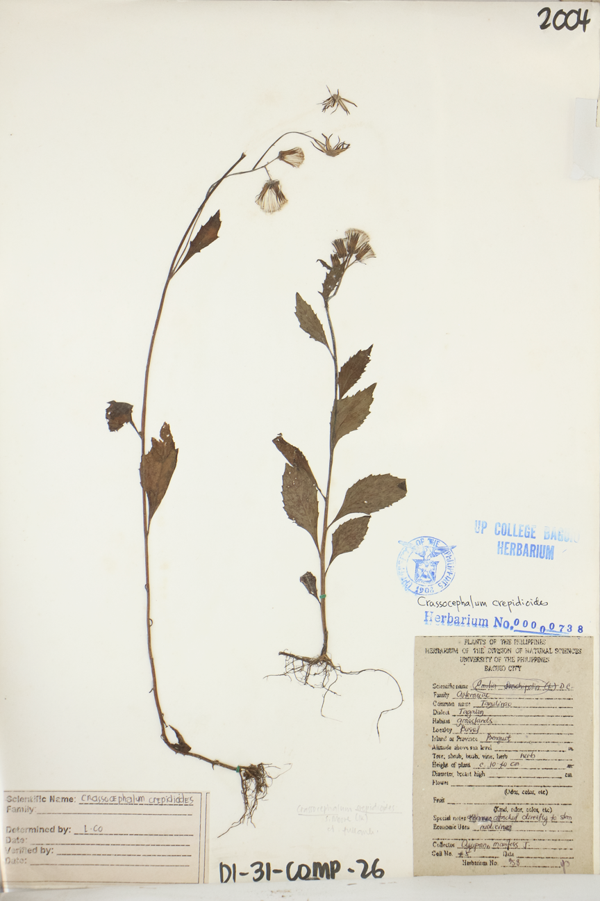 Image of Asteraceae Crassocephalum crepidioides