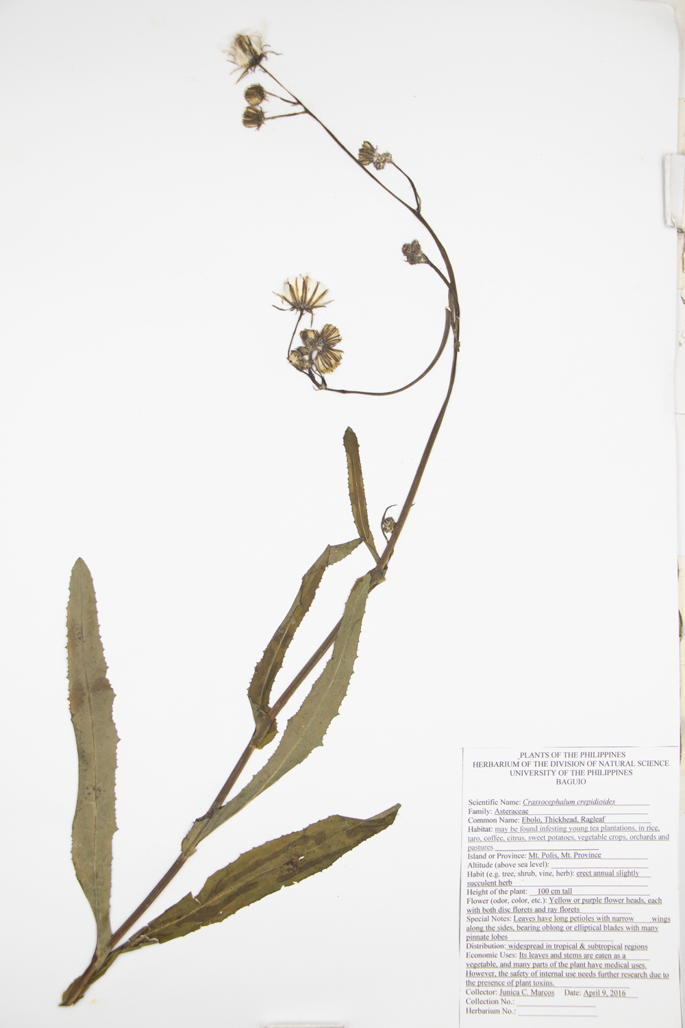 Image of Asteraceae Crassocephalum crepidioides