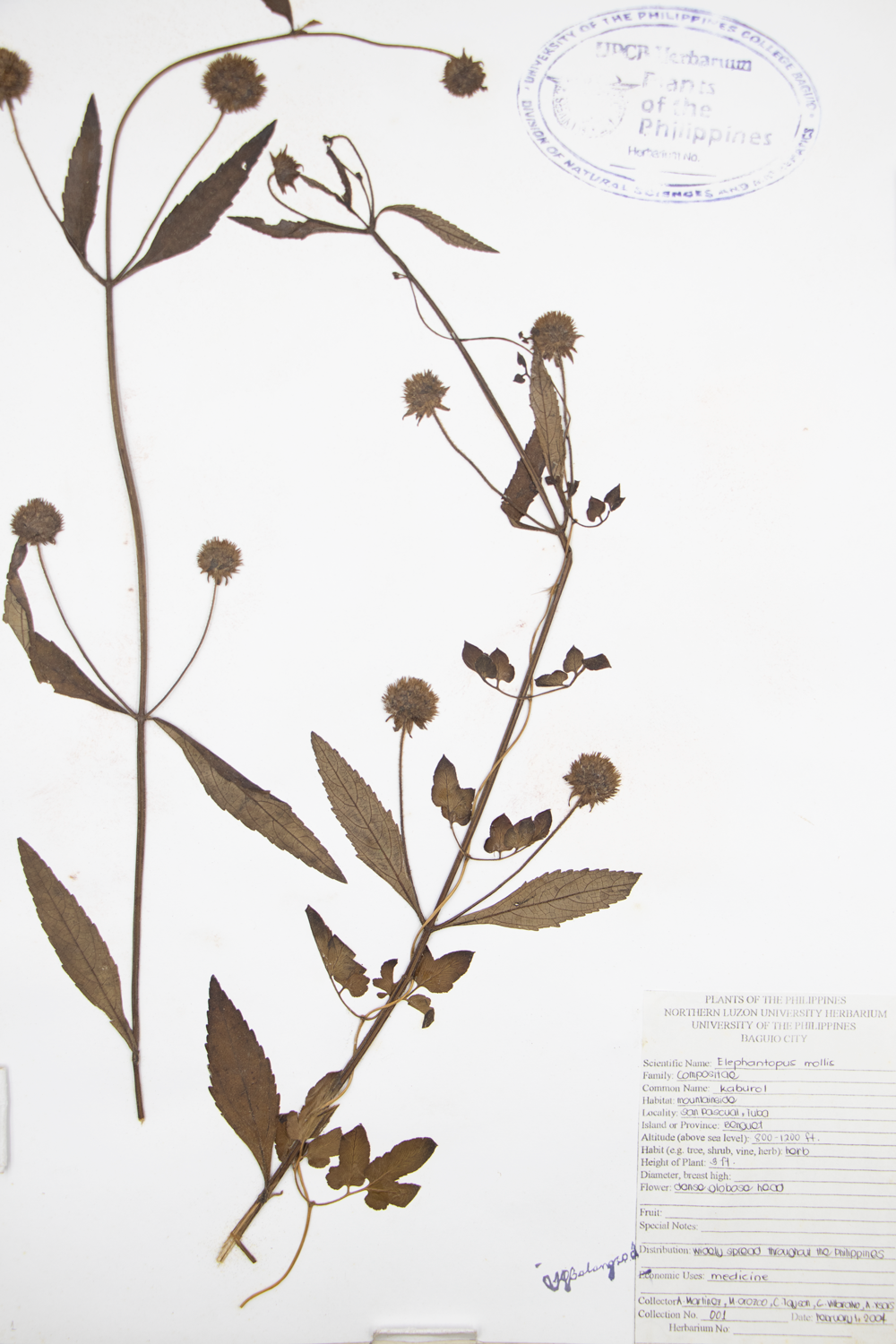 Image of Asteraceae Elephantopus mollis