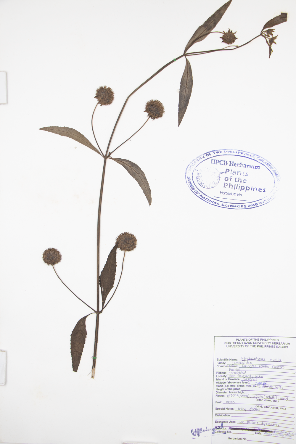 Image of Asteraceae Elephantopus mollis