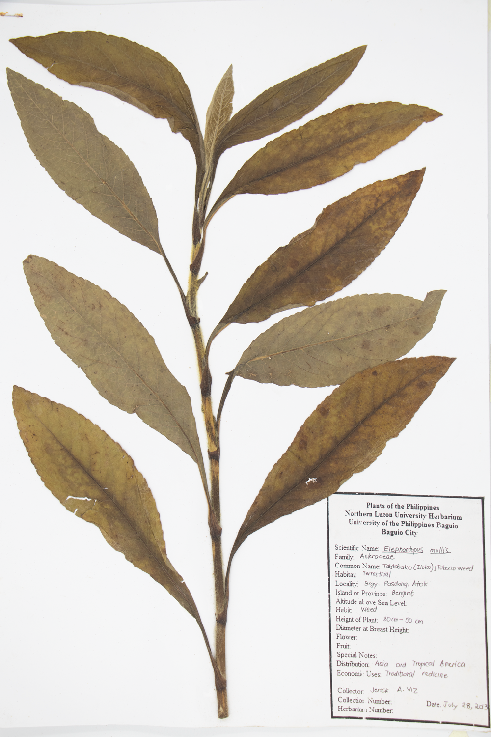 Image of Asteraceae Elephantopus mollis