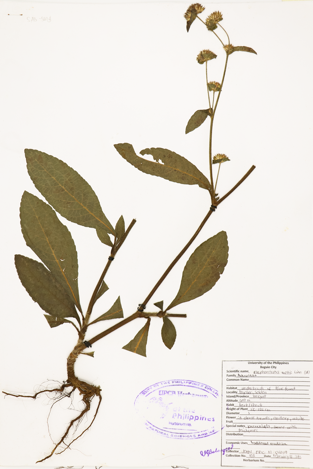 Image of Asteraceae Elephantopus mollis