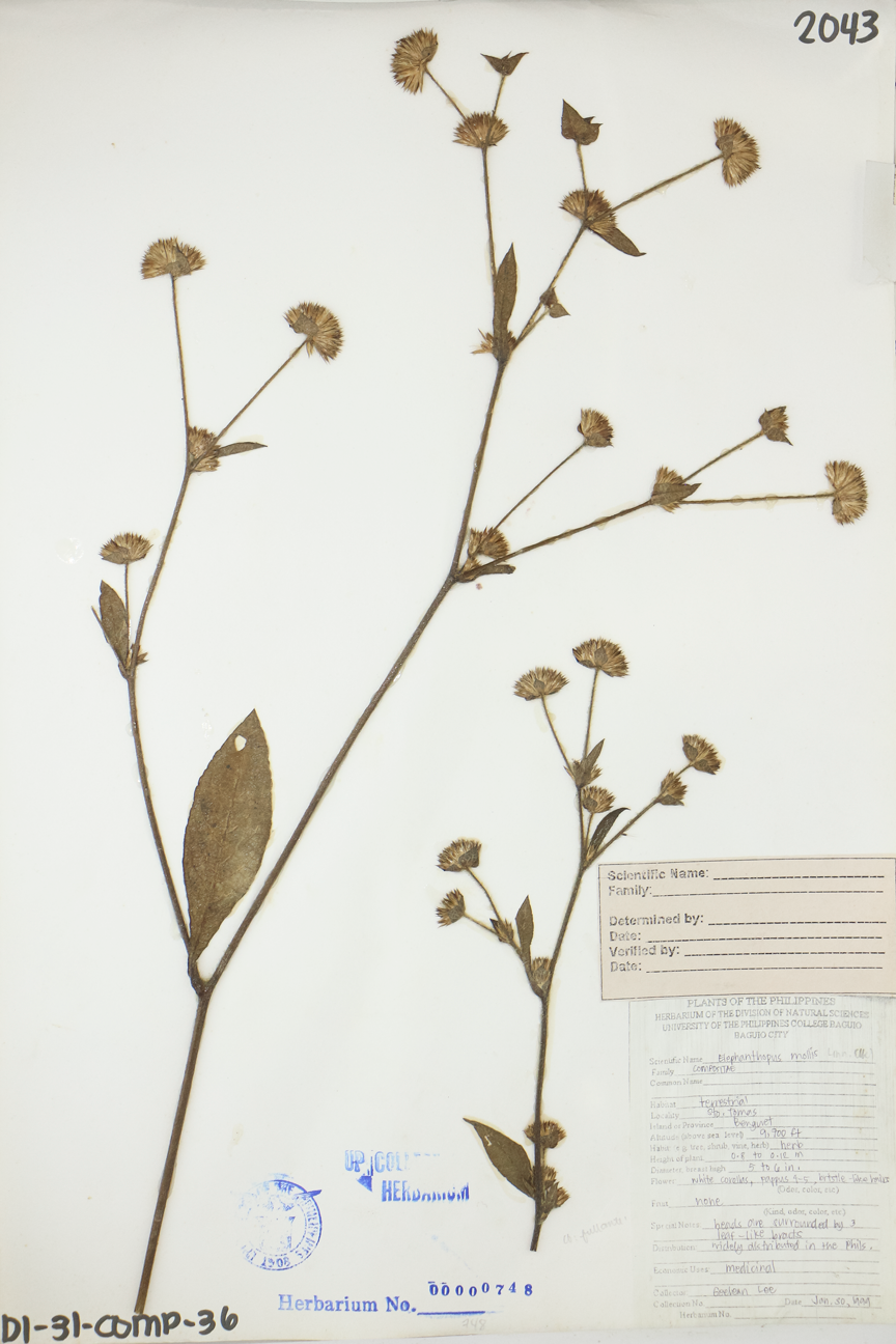 Image of Asteraceae Elephantopus mollis