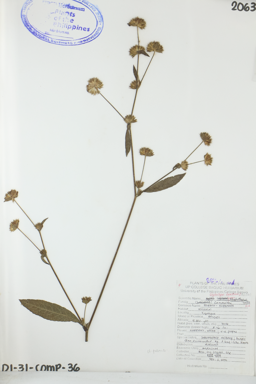 Image of Asteraceae Elephantopus mollis