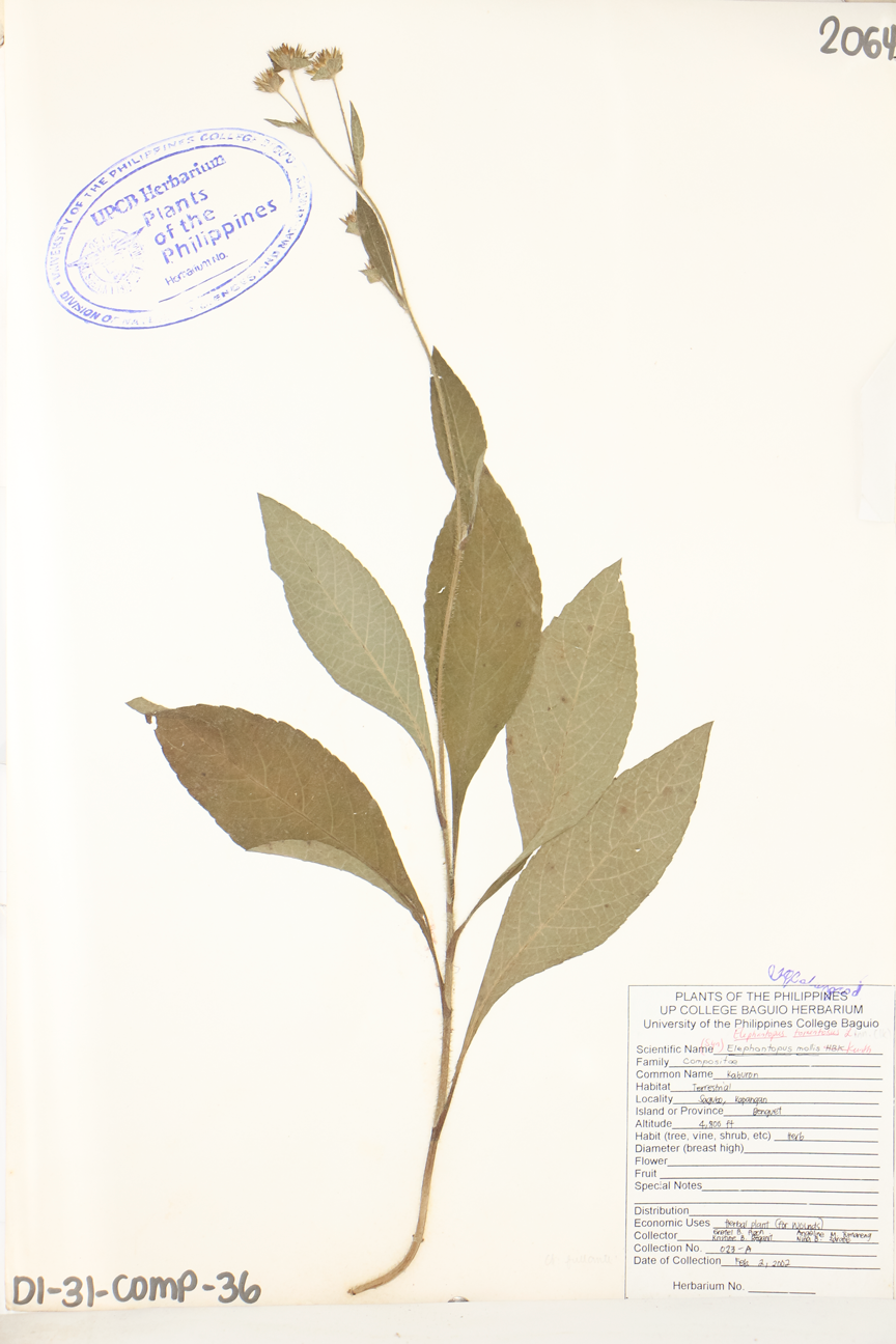 Image of Asteraceae Elephantopus mollis