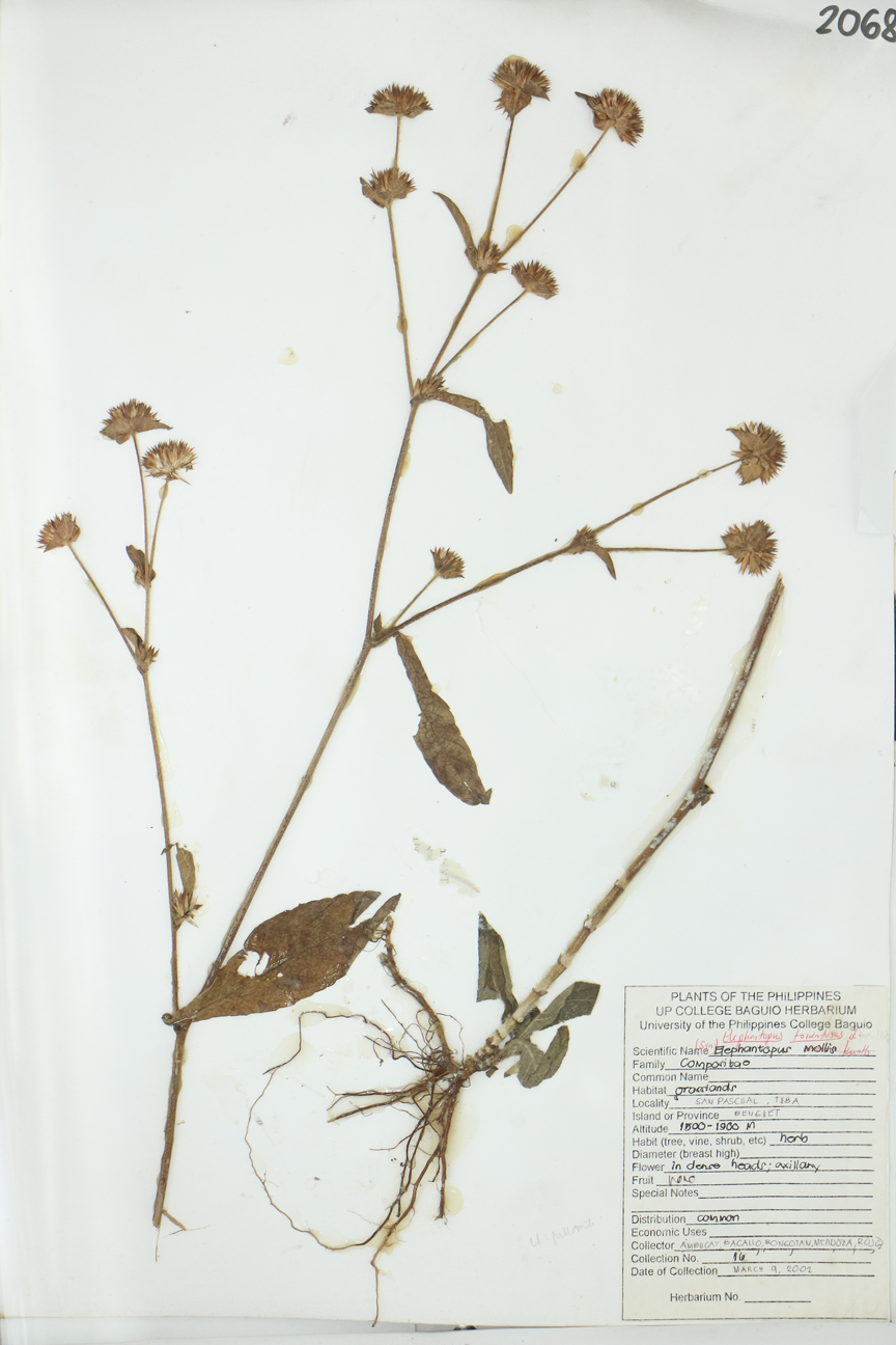 Image of Asteraceae Elephantopus mollis