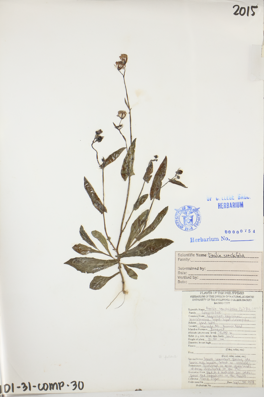 Image of Asteraceae Emilia sonchifolia