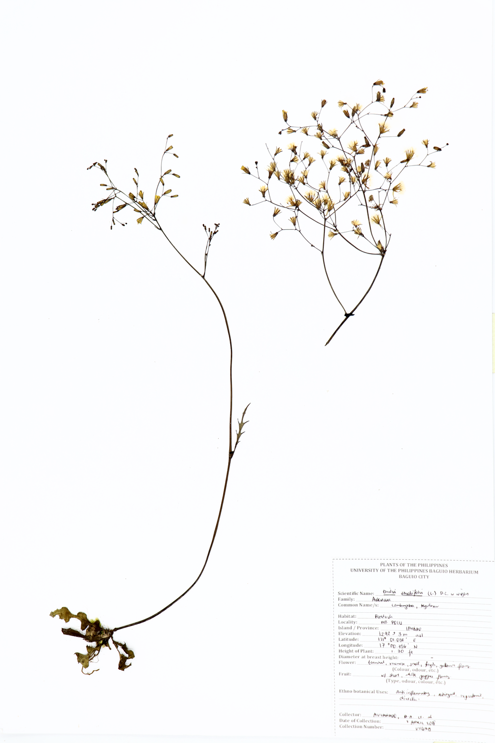 Image of Asteraceae Emilia sonchifolia